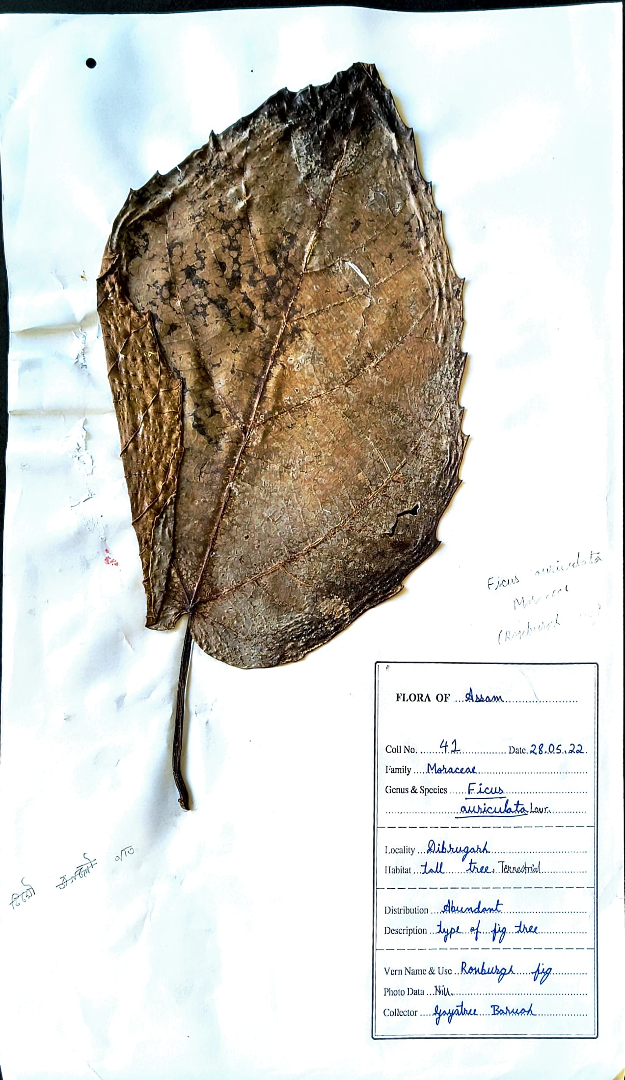 Ahot Gos (Ass.) (Herbarium)